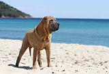 SHAR-PEI 611